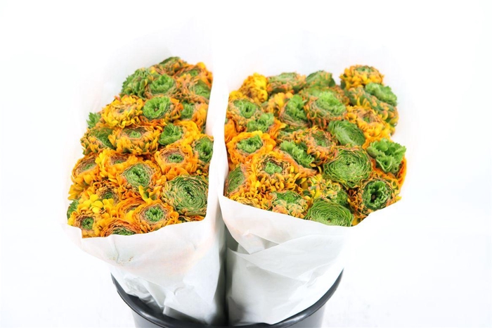 <h4>Ran Ponpon Ex Merlino</h4>