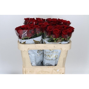 R Gr Red Naomi! A Van Der Ende