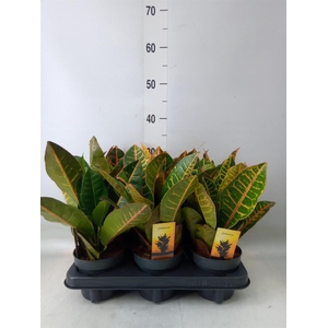 Codiaeum var. GR 'Petra'