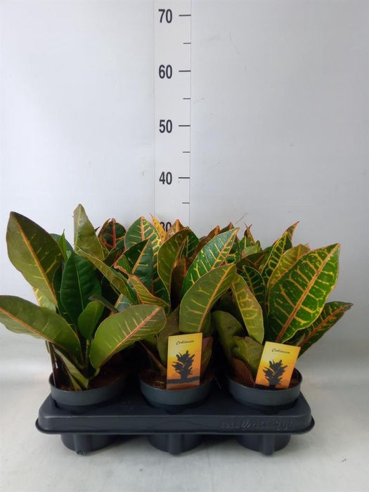 <h4>Codiaeum var. GR 'Petra'</h4>