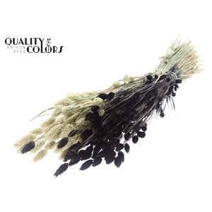Phalaris per bunch Two Tone Black