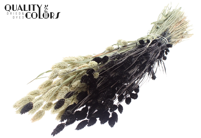 <h4>Phalaris per bunch Two Tone Black</h4>
