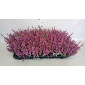 Calluna vulg. 'Beauty L Lianne'