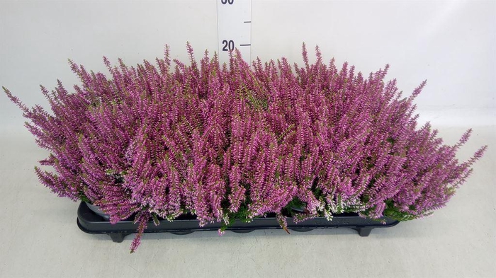 <h4>Calluna vulg. 'Beauty L Lianne'</h4>