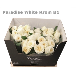 R GR PARADISE WHITE KROM B1