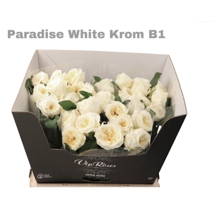 R Gr Paradise White Krom B1