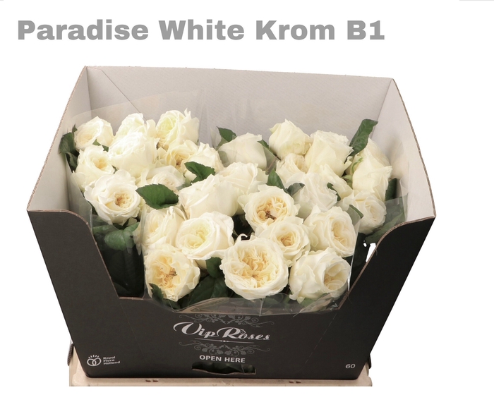 <h4>R Gr Paradise White Krom B1</h4>