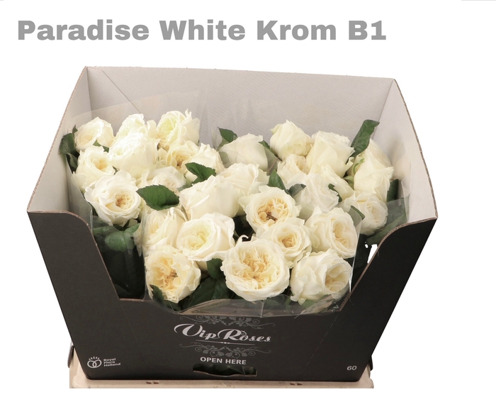 <h4>R GR PARADISE WHITE KROM B1</h4>