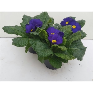 Primula acaulis blauw