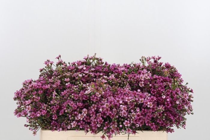 <h4>Chame Un Jupiter</h4>