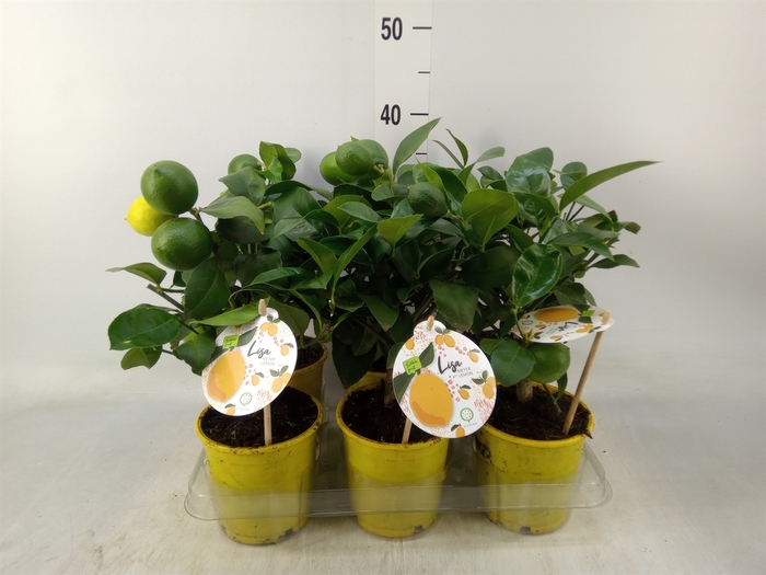 <h4>Citrus meyeri 'Meyer'</h4>