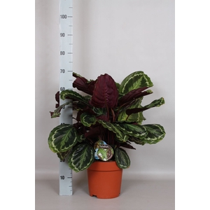 Calathea  'Medallion'
