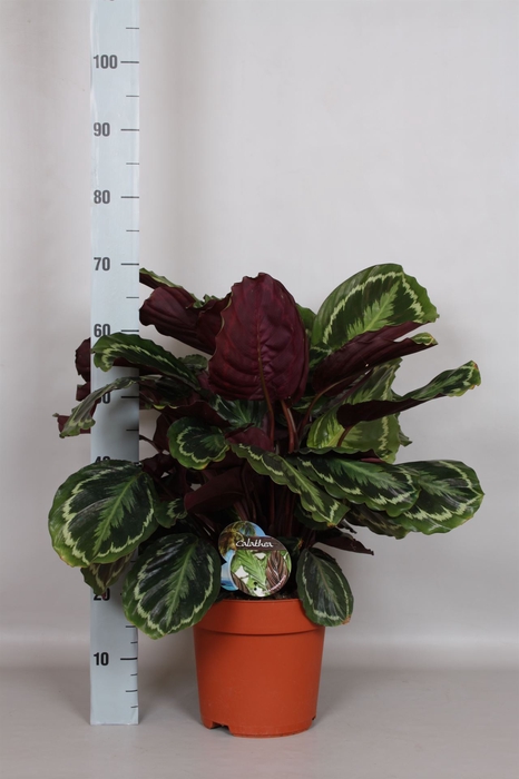 <h4>Calathea  'Medallion'</h4>