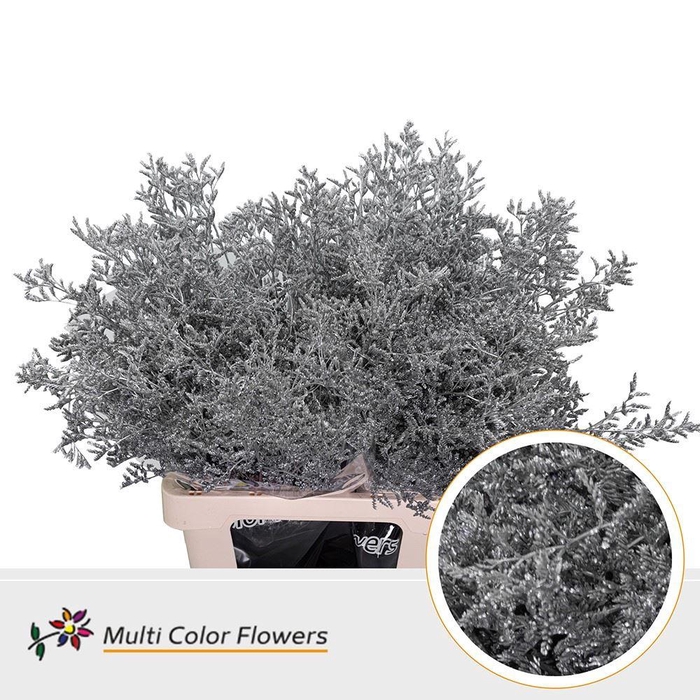 <h4>Limonium Colored SILVER</h4>