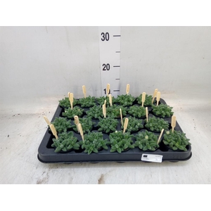 Delosperma echinatum