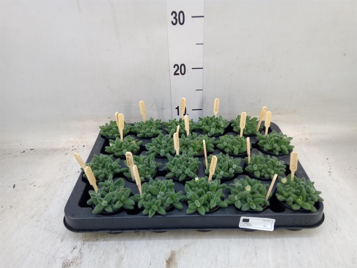 <h4>Delosperma echinatum</h4>