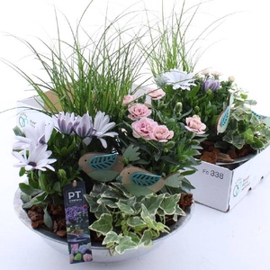ARR TUINPLANTEN