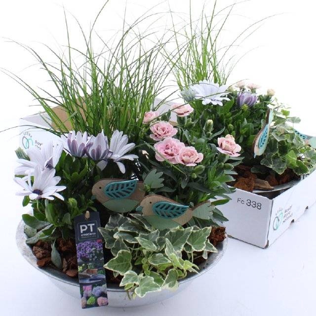 <h4>ARR TUINPLANTEN</h4>