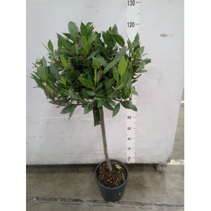 Laurus nobilis