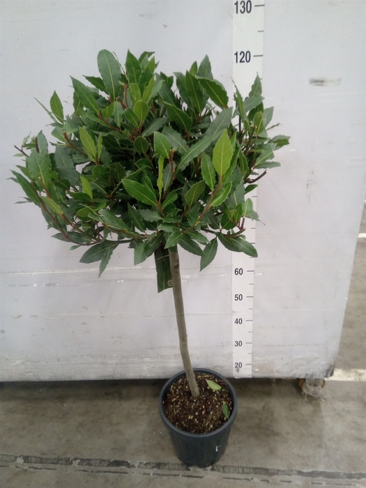 <h4>Laurus nobilis</h4>