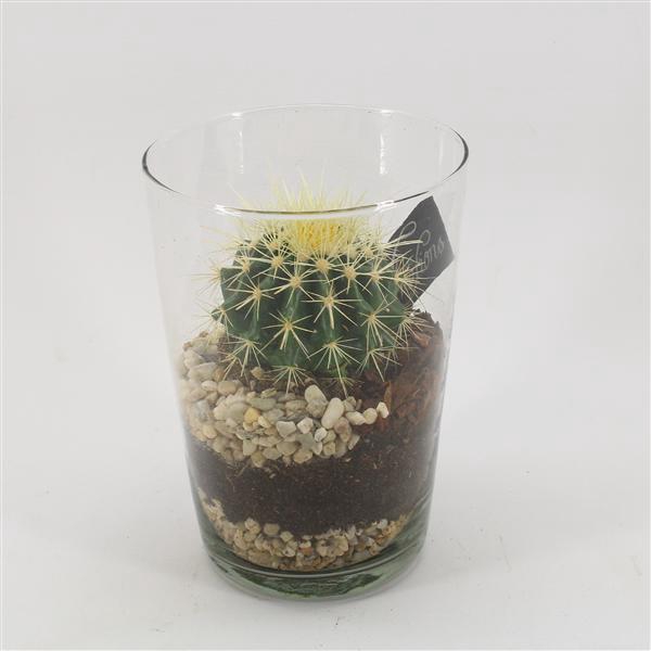 <h4>CTCR-2531 Cactus Essentials</h4>