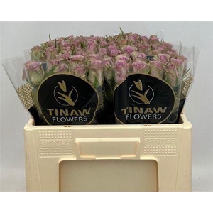 R Gr Samantha S Bridal