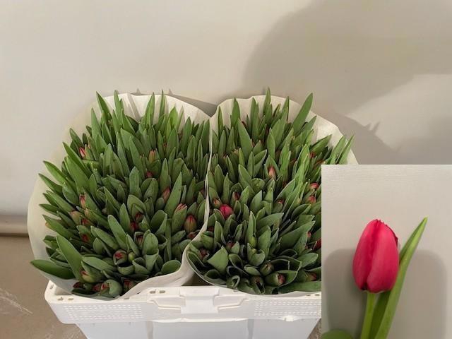 <h4>TU EN ILE DE FRANCE</h4>