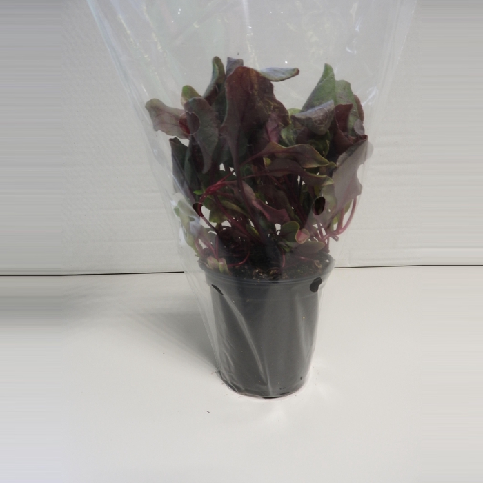 <h4>Bull's Blood P9</h4>