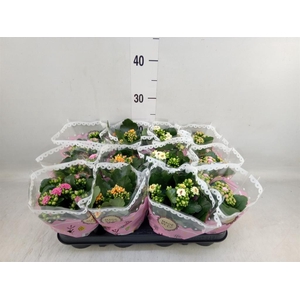 Kalanchoe blos.   ..mix