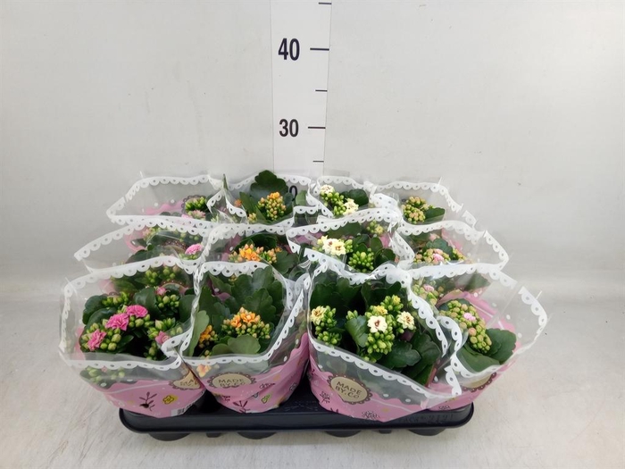 <h4>Kalanchoe blos. ..mix</h4>