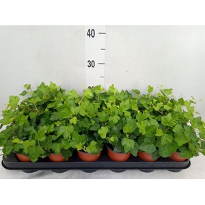 Hedera helix 'Wonder'