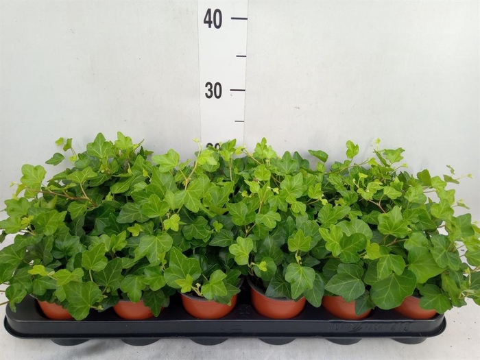 <h4>Hedera helix 'Wonder'</h4>