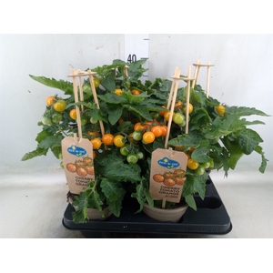 Solanum lycopersicum   ...