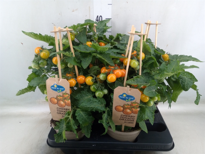 <h4>Solanum lycopersicum   ...</h4>