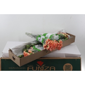 Di St Ares Orange Box