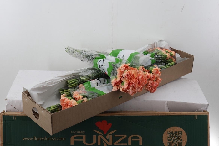 <h4>Di St Ares Orange Box</h4>