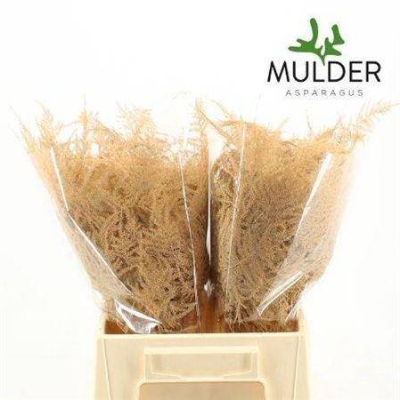 <h4>Asp Ov Klb H%</h4>