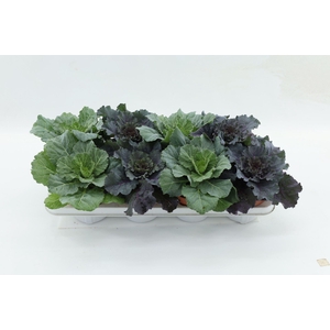 Brassica