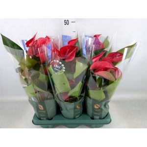 Anthurium andr. 'Picanta Red'