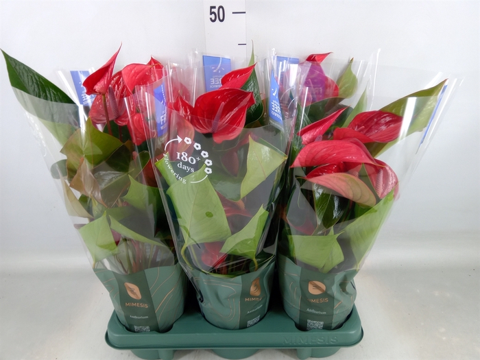 <h4>Anthurium andr. 'Picanta Red'</h4>