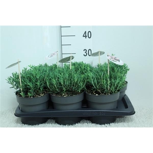 Andromeda pol. 'Compacta' P17 potgekweekt