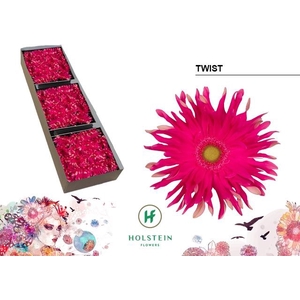 Gerbera Pasta Twist Doos