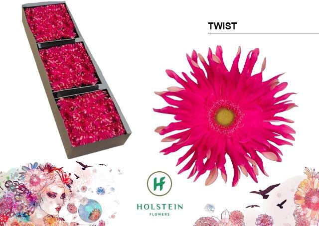 <h4>Gerbera Pasta Twist Doos</h4>