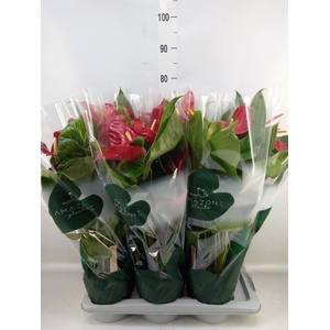 Anthurium andr. 'Nevada'