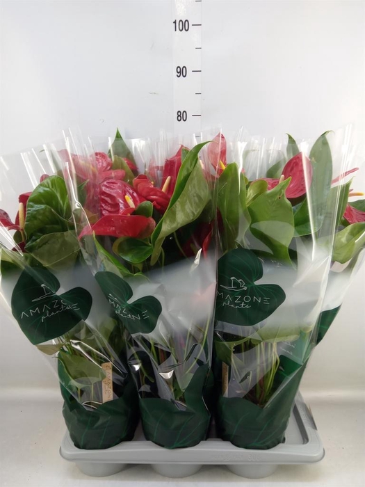 <h4>Anthurium andr. 'Nevada'</h4>