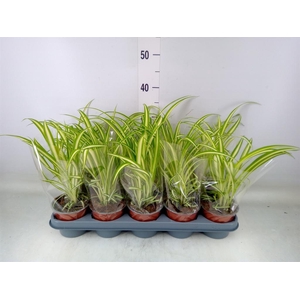 Chlorophytum com. 'Variegatum'