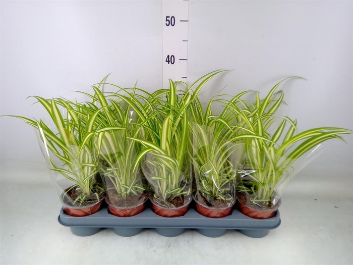 <h4>Chlorophytum com. 'Variegatum'</h4>