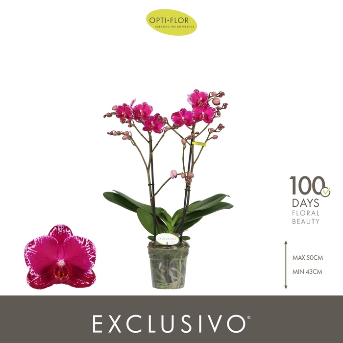 <h4>PHAL OPTI EXCLUSIVO ASIAN VIOLIN 2 SPIKE</h4>