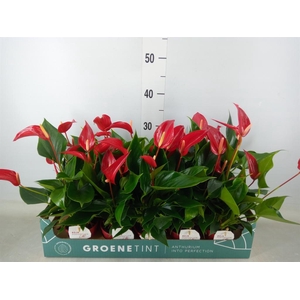 Anthurium  'Banderola Roja'