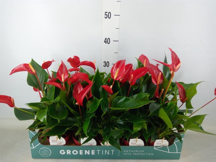 <h4>Anthurium 'Banderola Roja'</h4>